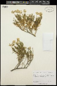 Ericameria linearifolia image