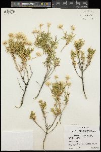 Ericameria linearifolia image