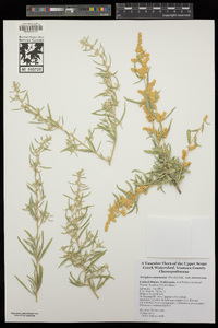 Atriplex canescens var. canescens image