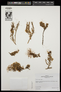 Cuscuta salina image