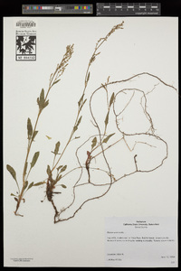 Rumex acetosella image