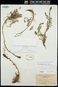 Acaena pinnatifida image