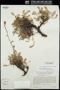 Acaena pinnatifida image