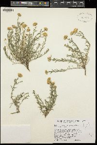 Erigeron breweri var. porphyreticus image