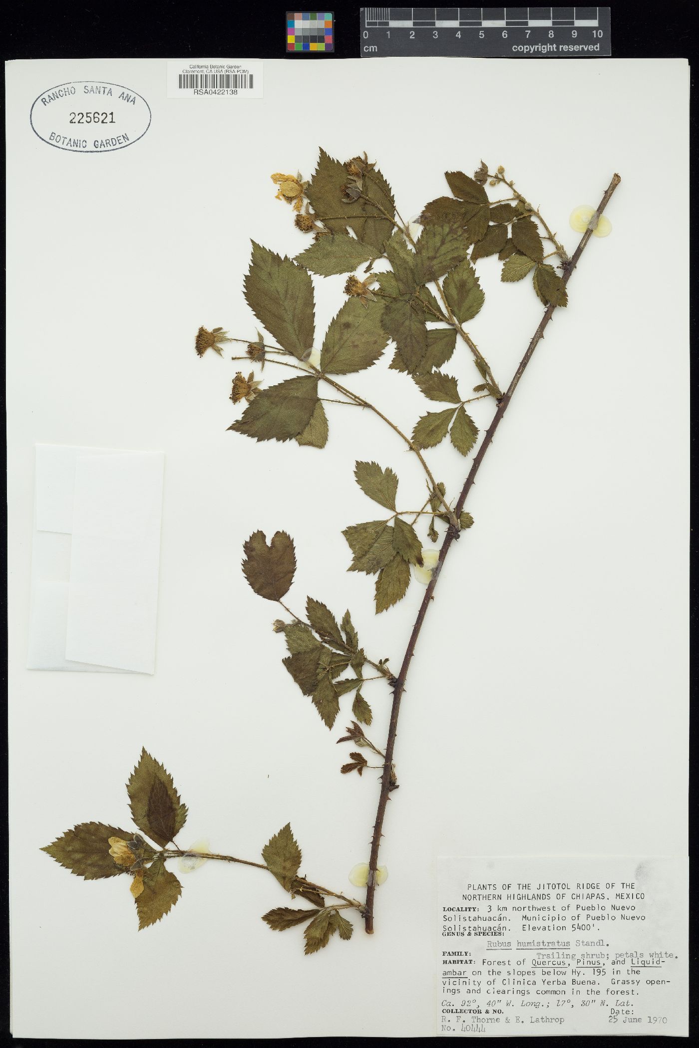 Rubus humistratus image