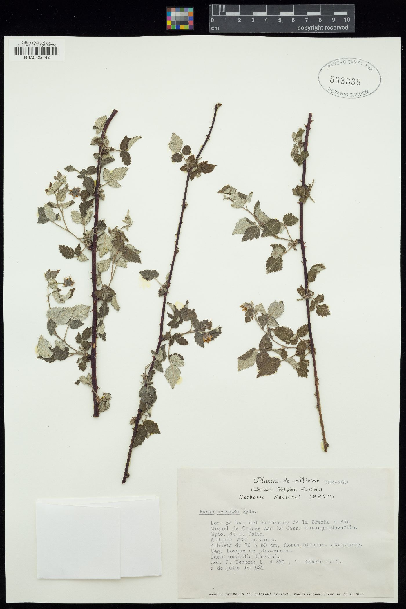 Rubus pringlei image