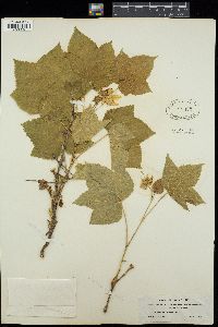 Rubus deliciosus image