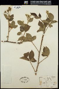 Rubus sapidus image