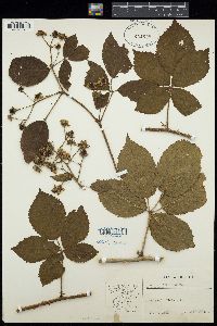 Image of Rubus affinis