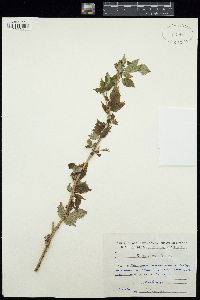 Image of Rubus caesius