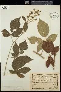 Rubus candicans image