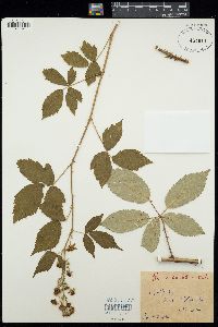 Image of Rubus candicans