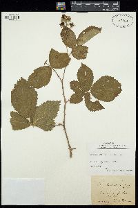 Rubus candicans image
