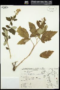 Image of Rubus aetnicus