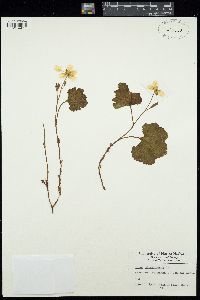 Image of Rubus chamaemorus