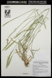 Elymus glaucus subsp. glaucus image