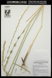 Festuca perennis image