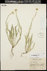 Erigeron eatonii var. villosus image