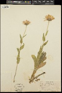 Erigeron elatior image