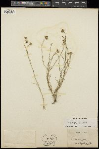 Erigeron filifolius var. typicus image