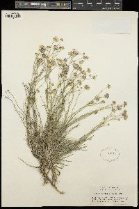 Erigeron filifolius image