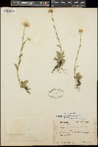 Erigeron formosissimus image