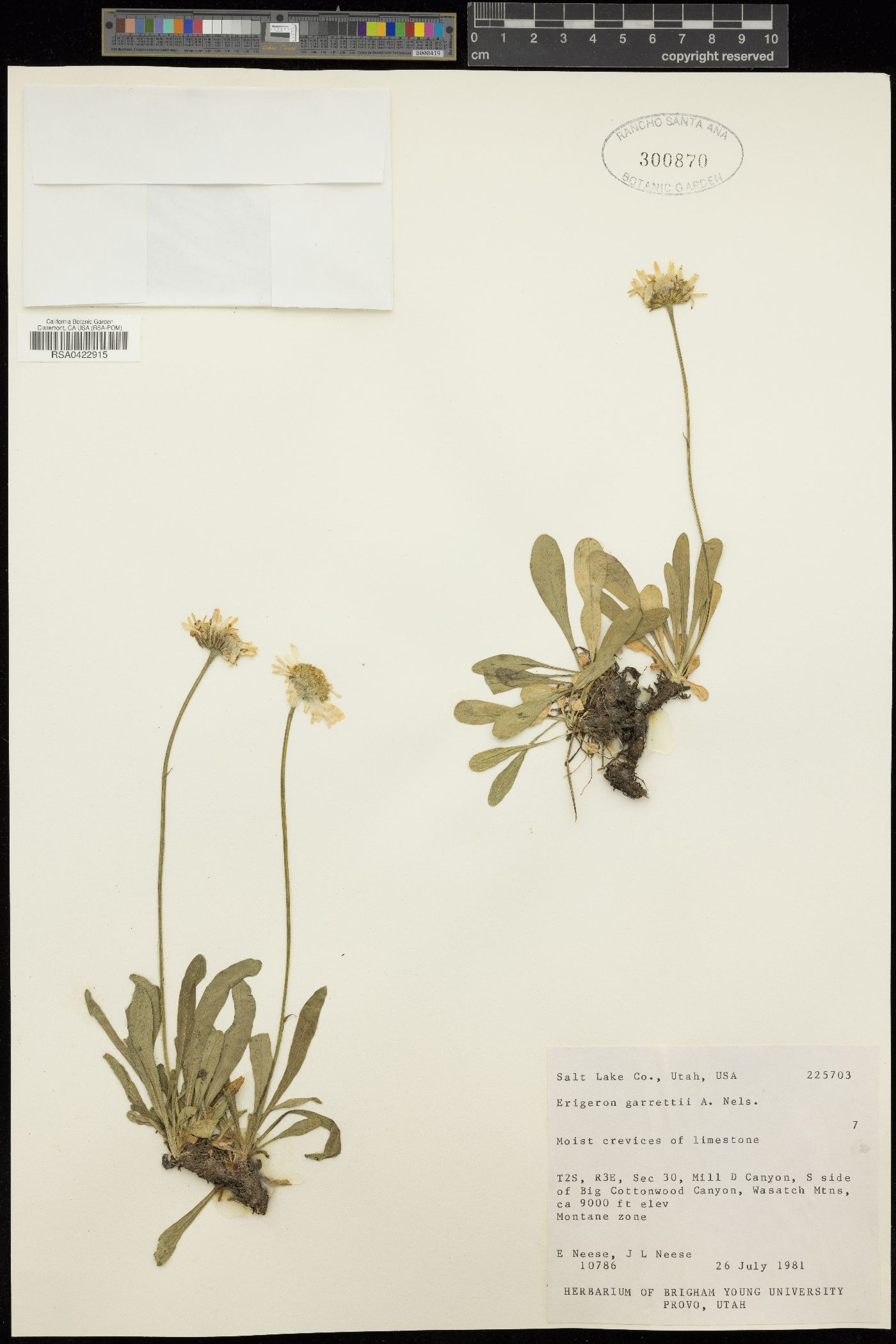 Erigeron garrettii image