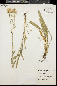 Erigeron glabellus subsp. glabellus image