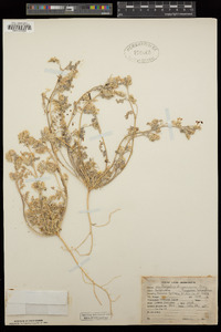 Astragalus didymocarpus var. dispermus image