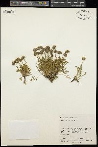 Erigeron mancus image