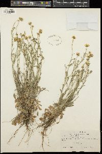 Erigeron modestus image