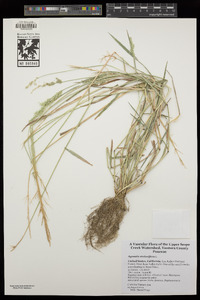 Agrostis stolonifera image