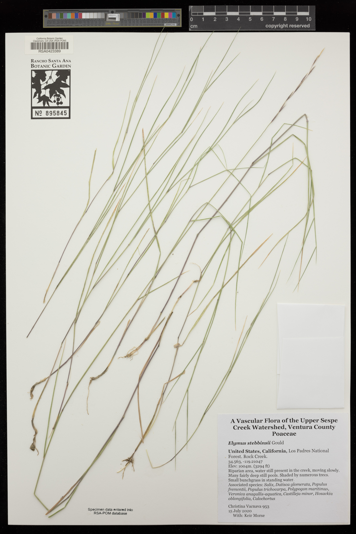 Elymus stebbinsii image