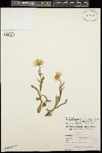 Erigeron peregrinus subsp. callianthemus image