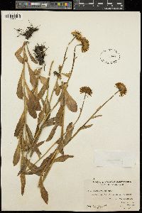 Erigeron peregrinus subsp. callianthemus image