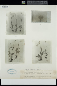 Arnica sororia image