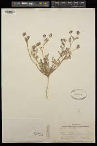 Astragalus didymocarpus var. dispermus image