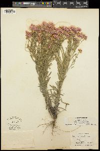 Erigeron pumilus subsp. intermedius image