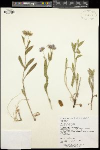 Erigeron speciosus image