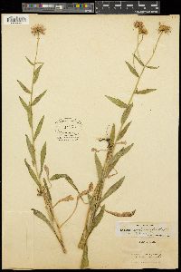 Erigeron speciosus var. typicus image