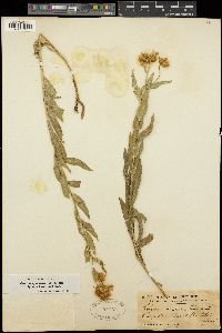 Erigeron speciosus var. typicus image