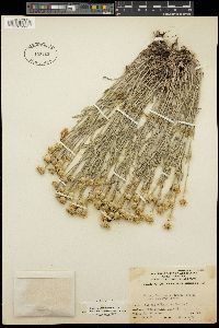 Eriophyllum lanatum var. cuneatum image