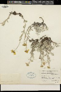 Eriophyllum lanatum image