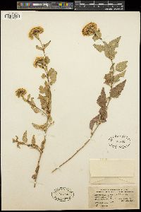 Eupatorium ageratifolium image