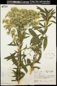 Eupatorium altissimum image