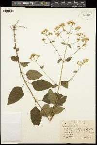 Eupatorium aromaticum image