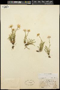 Erigeron vetensis image