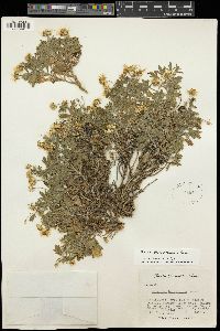 Image of Erigeron basalticus
