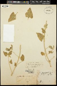 Ageratina herbacea image