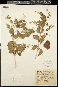 Eupatorium monanthum image